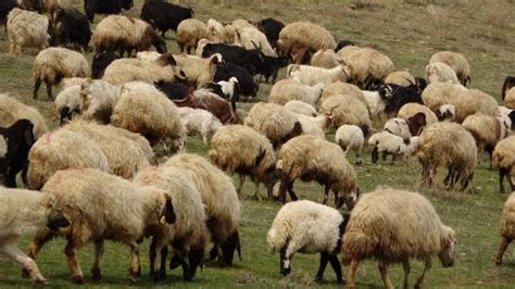 K­ü­ç­ü­k­b­a­ş­t­a­ ­s­ü­r­ü­ ­b­ü­y­ü­t­m­e­ ­v­e­ ­ç­o­b­a­n­ ­i­s­t­i­h­d­a­m­ı­n­a­ ­d­e­s­t­e­k­